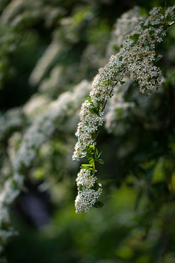 NIKKOR 105mm F2.5