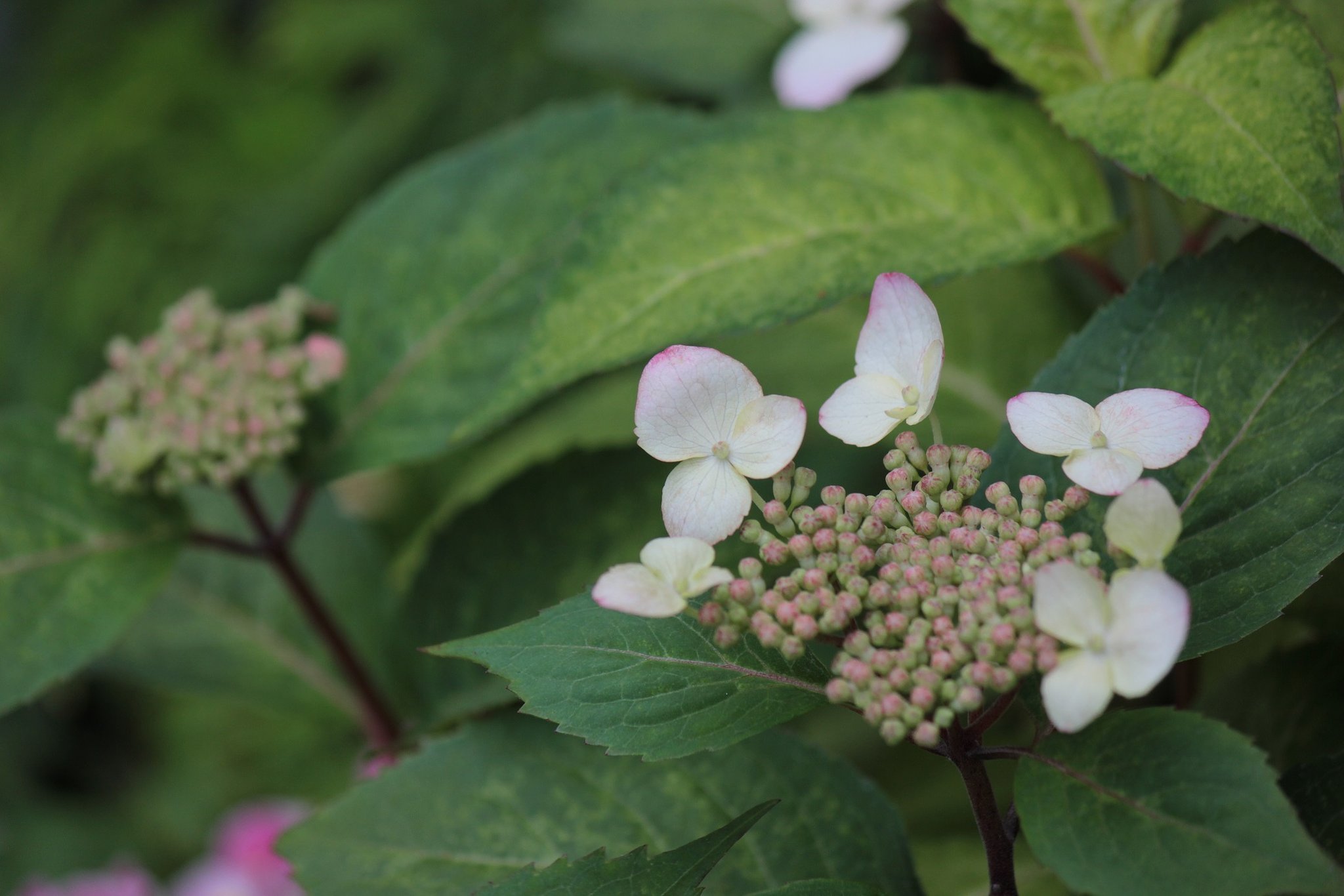 山紫陽花が咲き始めています