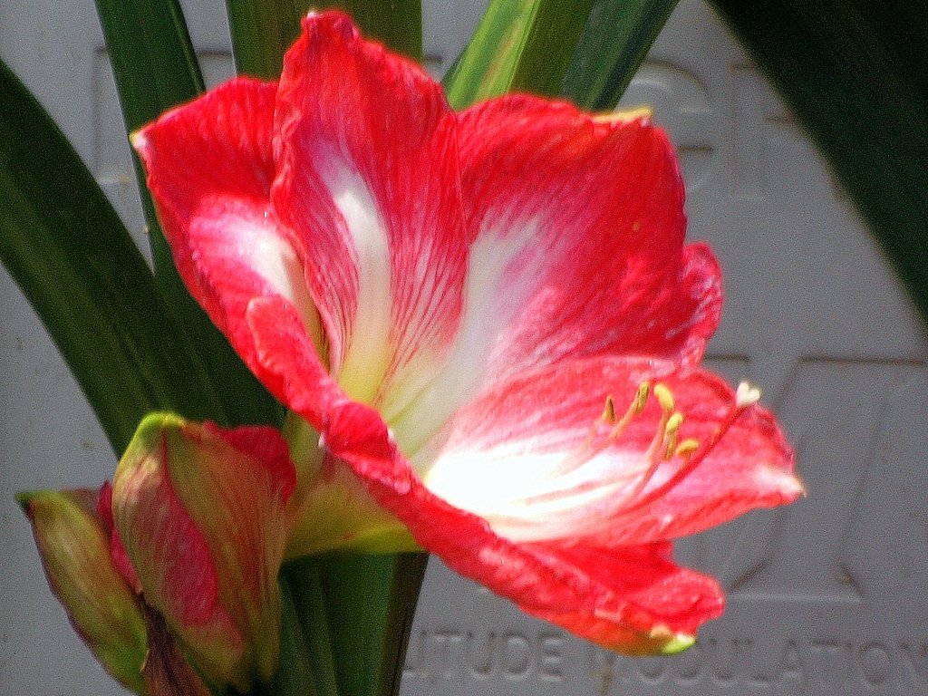 アマリリス