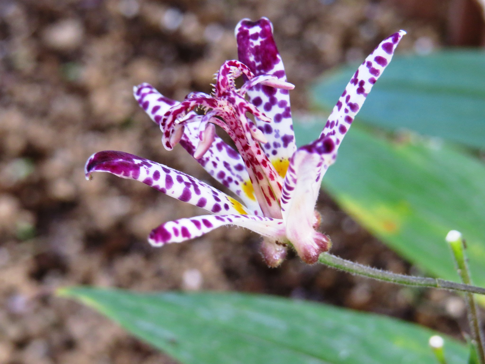 テスト写真　マクロで花を撮りました。