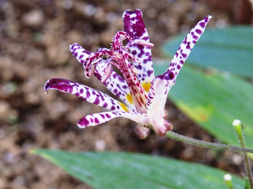 テスト写真　マクロで花を撮りました。