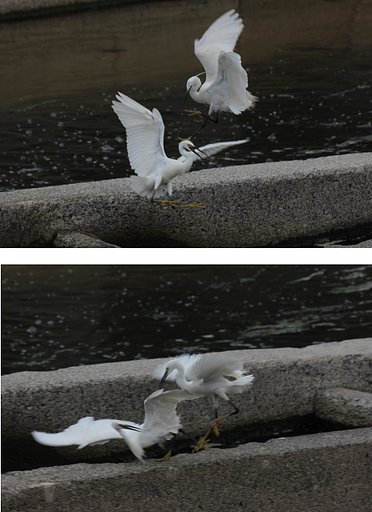 コサギの喧嘩２と３