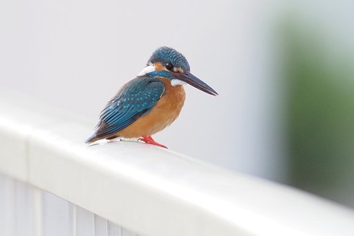 カワセミ近影