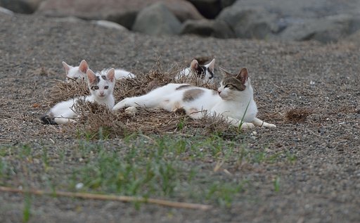 親子ダンラン(=^・・^=)