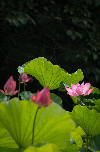 光
