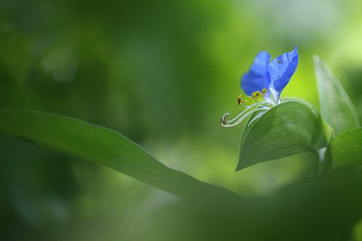 つゆ草