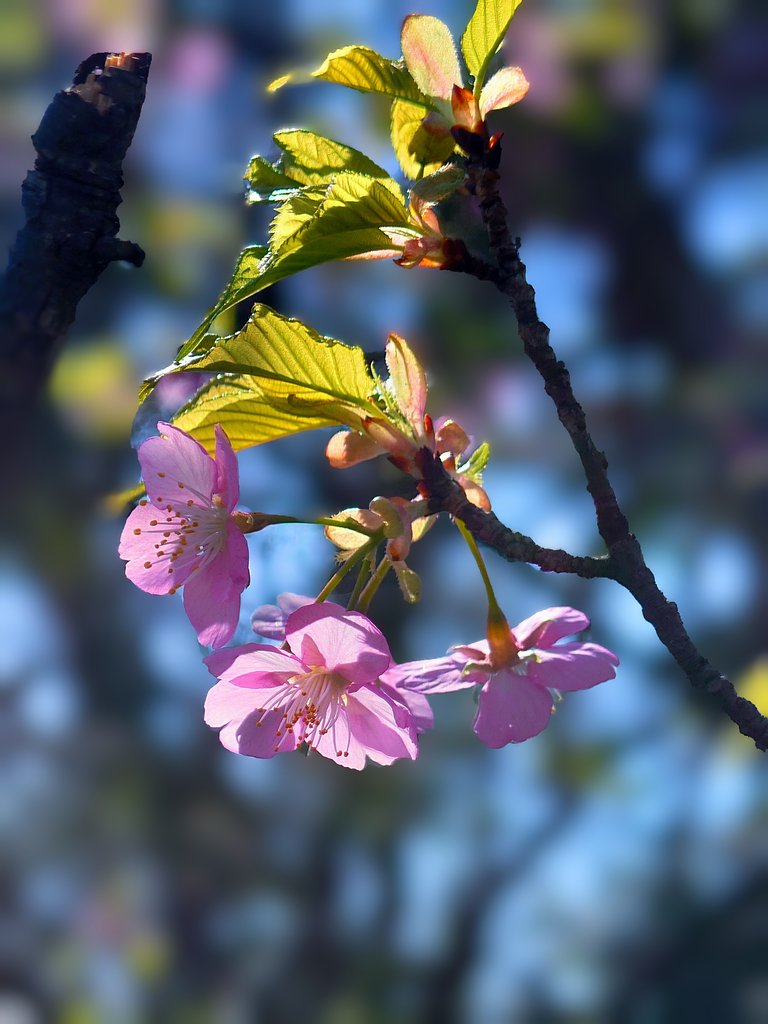 河津葉桜