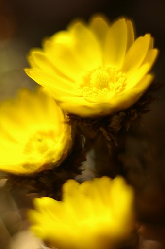 ようやく咲いてる福寿草が撮れました。