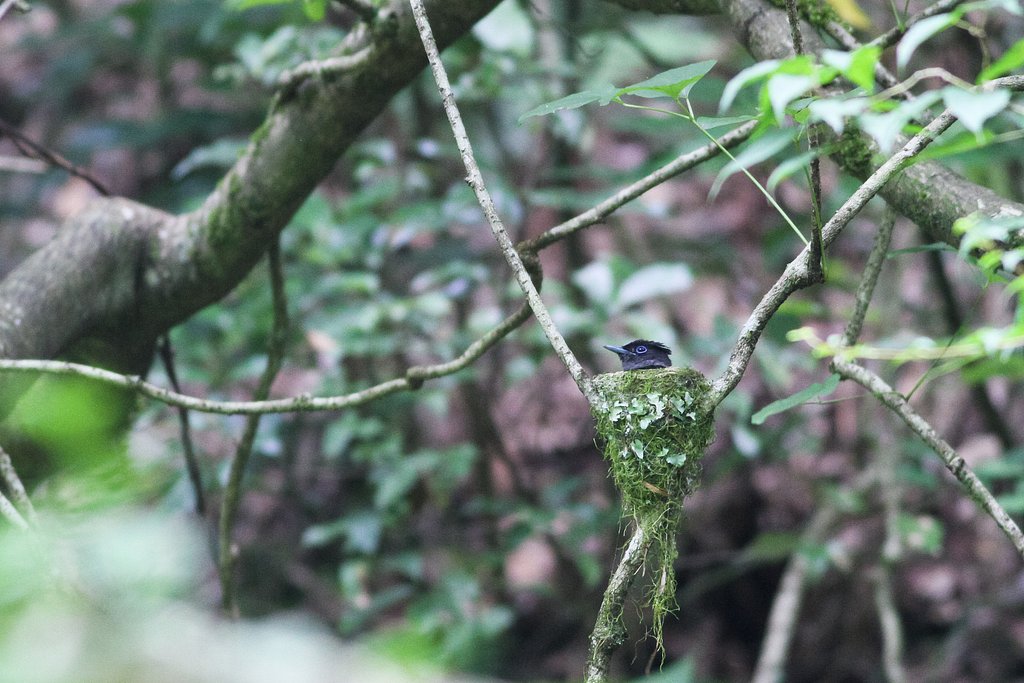 サンコウチョウ♀