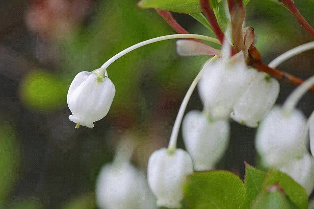 花の命は短くて…