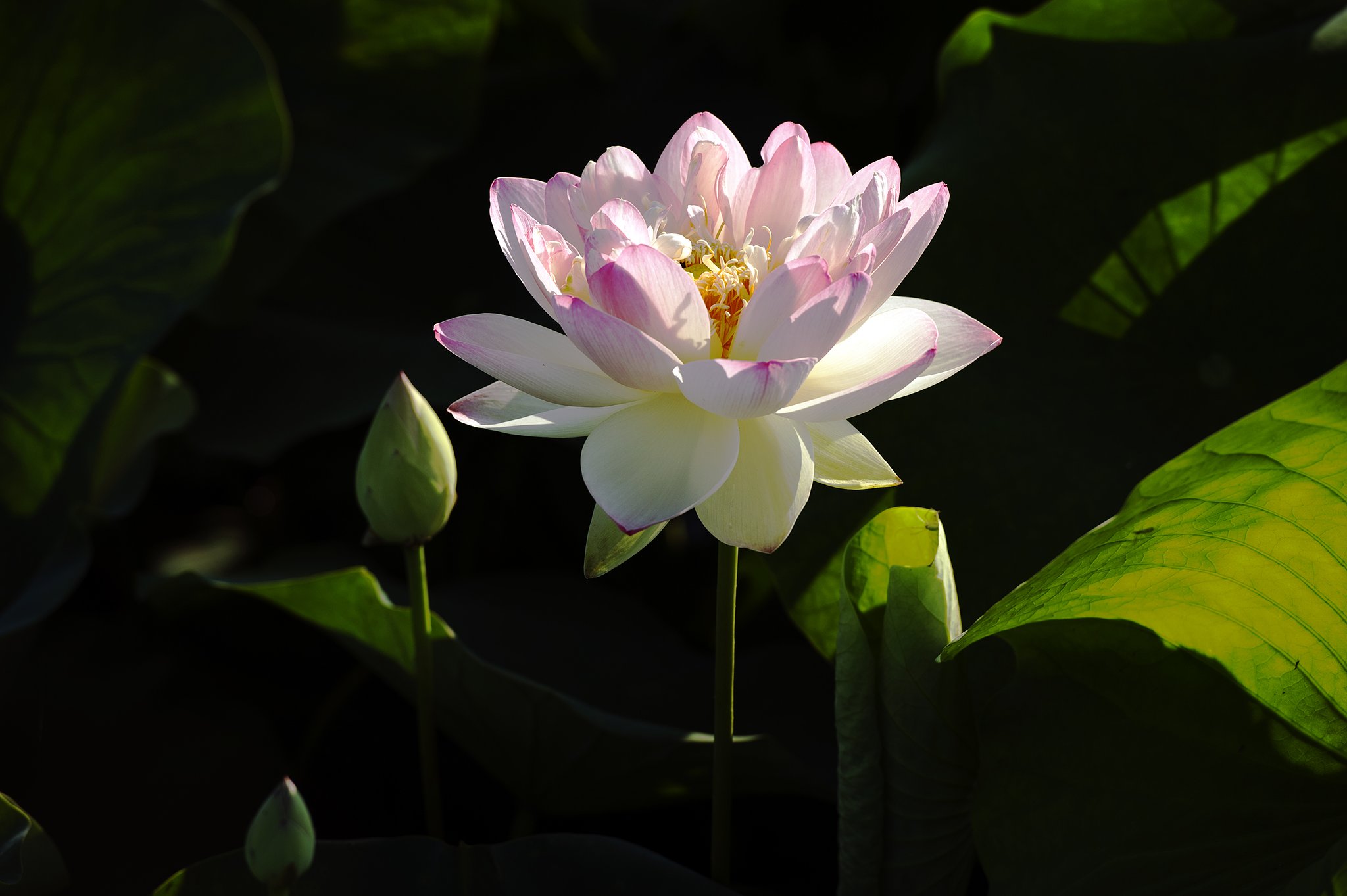蓮の花