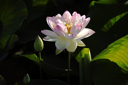 蓮の花