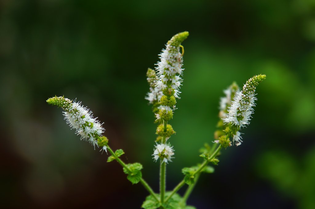 ミントの花