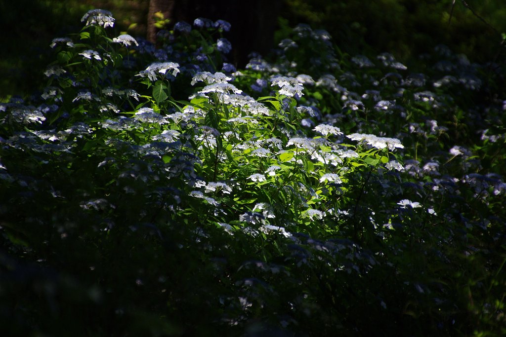 桜の園のヤマアジサイ#1