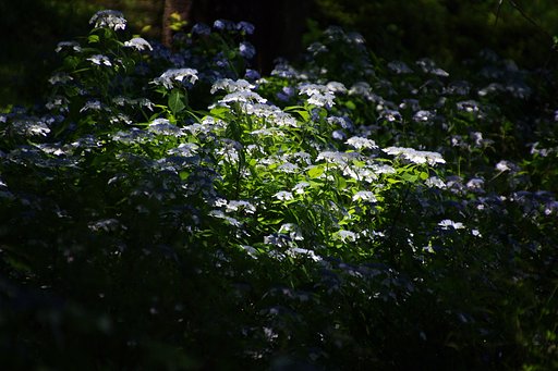 桜の園のヤマアジサイ#1