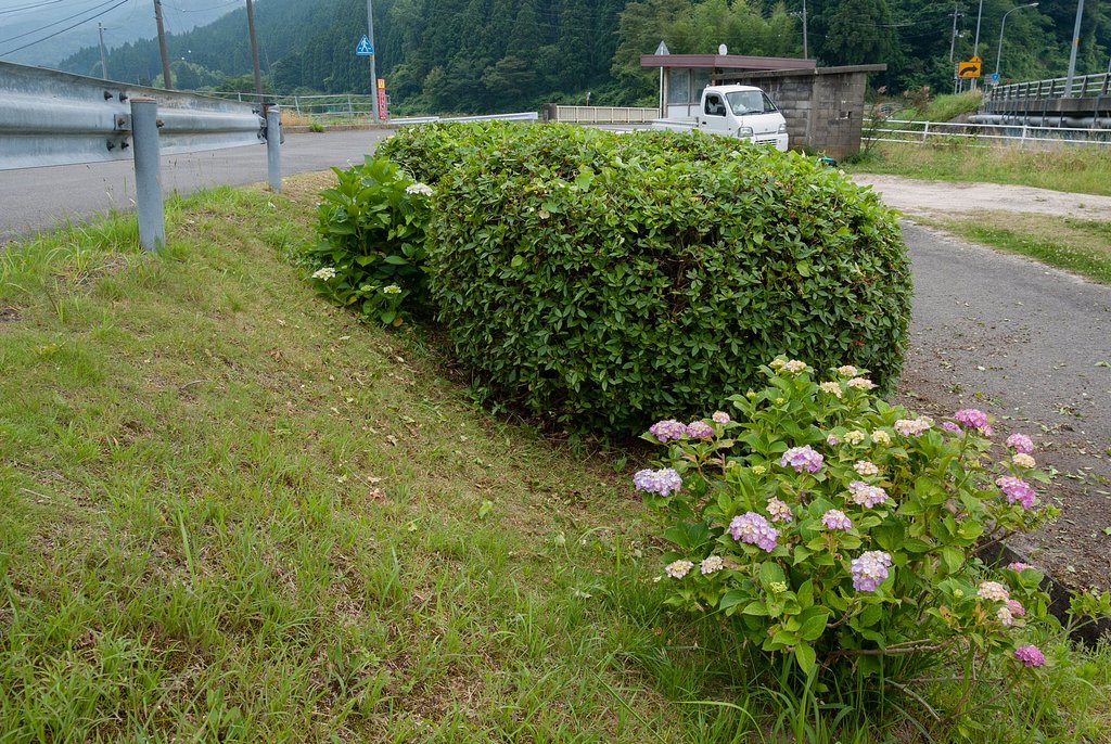 ヒラトツツジ剪定。
