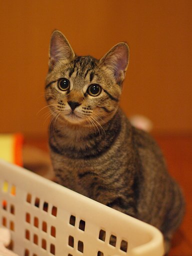 ねこ