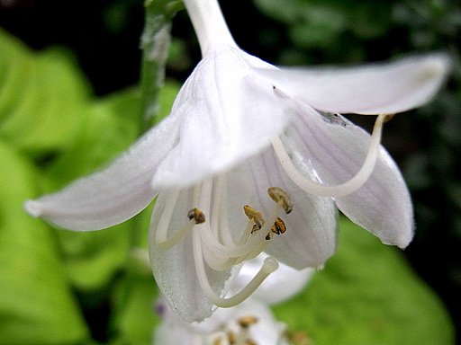 ギボウシの花