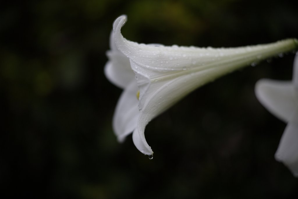 雨後の百合