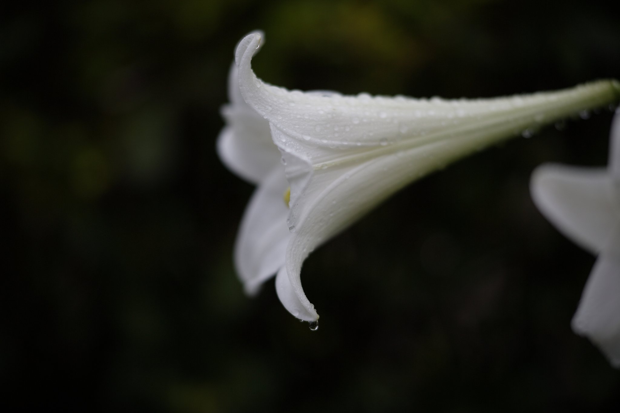 雨後の百合