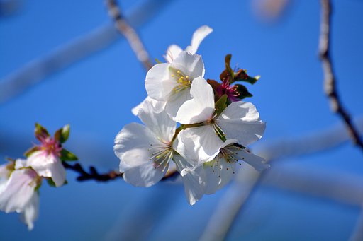 十月桜