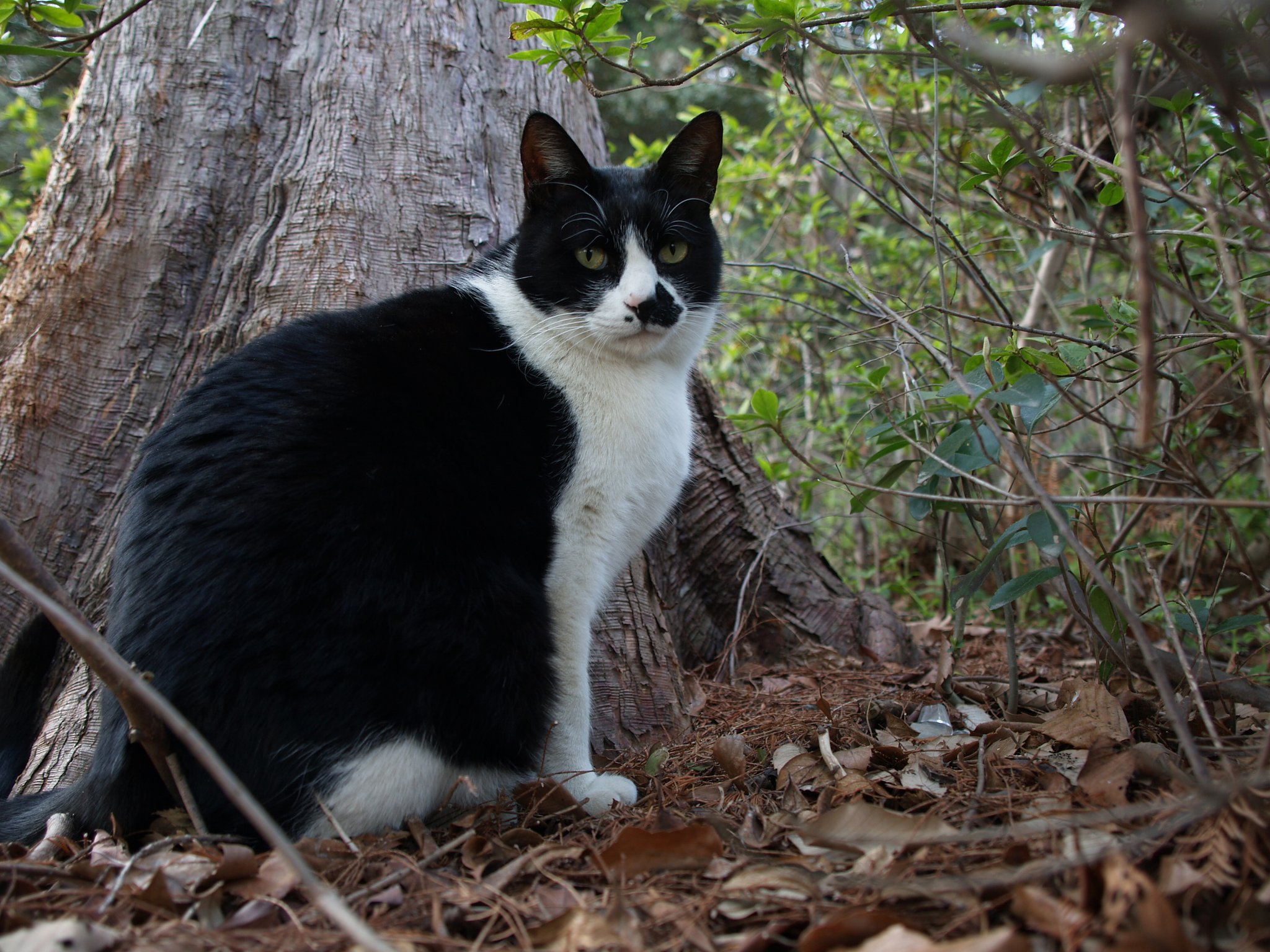 Ｅ−３３０