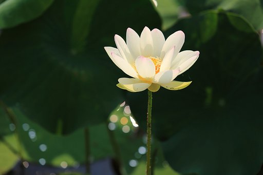 朝に煌く