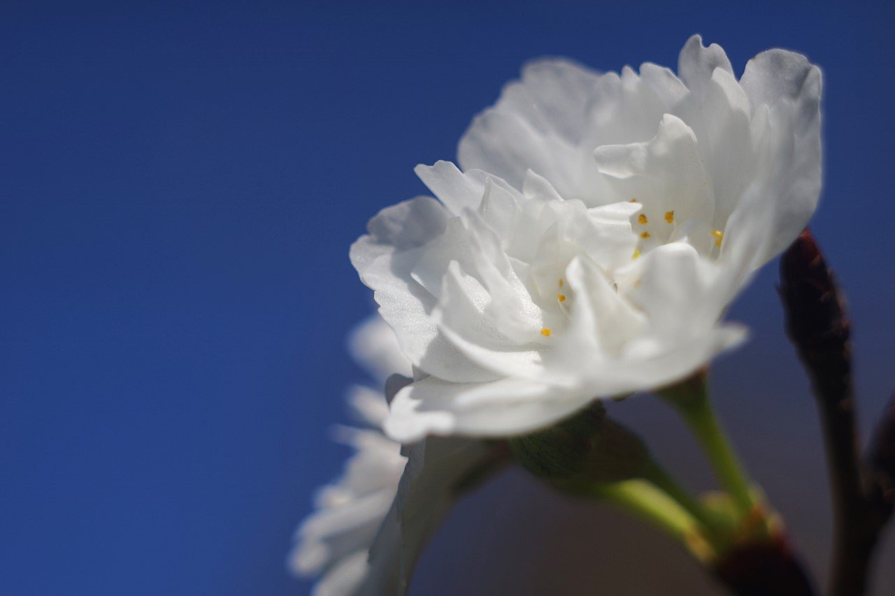 十月桜