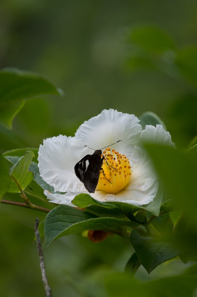 夏椿