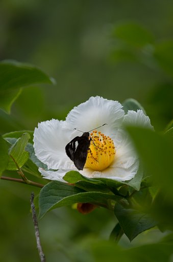 夏椿