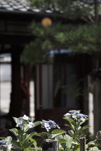 Sonnar 1:2 f=85mm