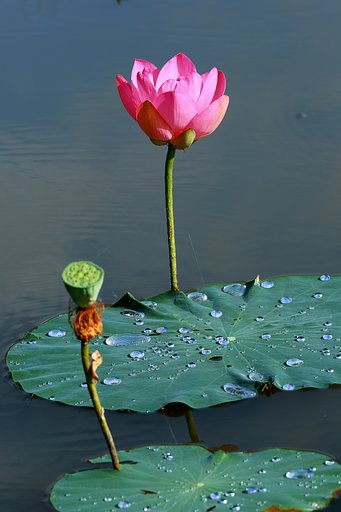 美人さん開花です