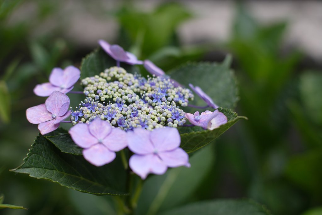 両性花が咲き始めました。