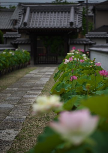 蓮花