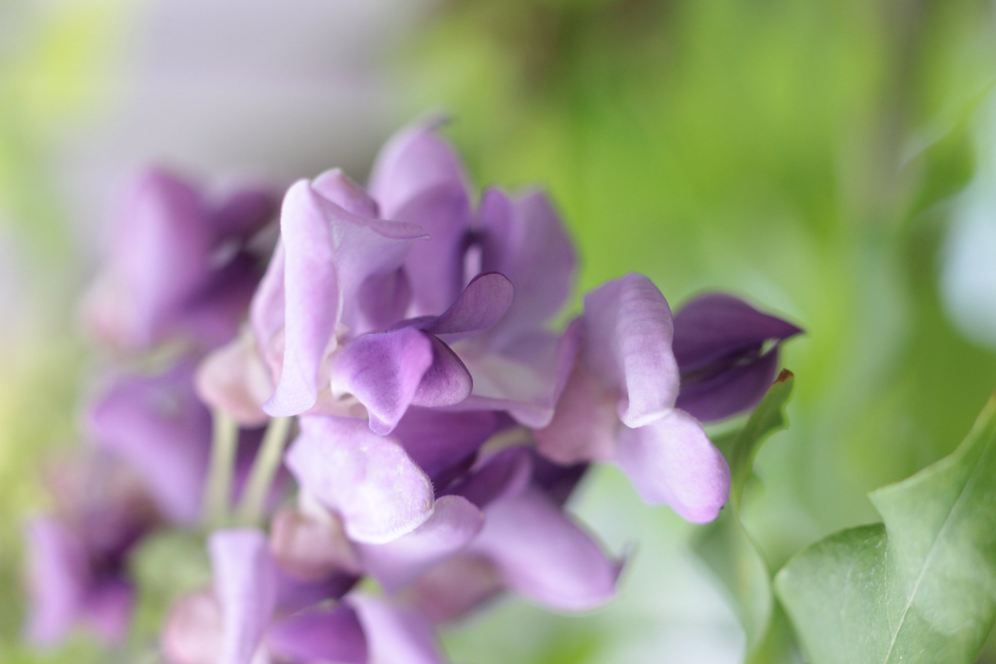 藤開花