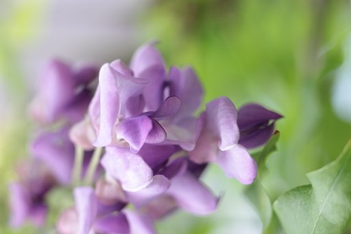 藤開花