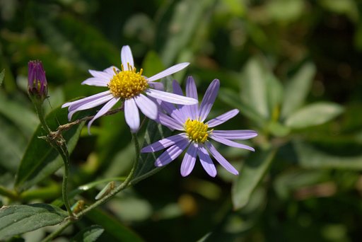 川辺の花。シオンかと思います。