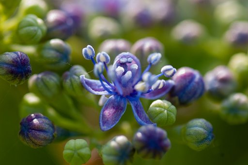両性花が開花。
