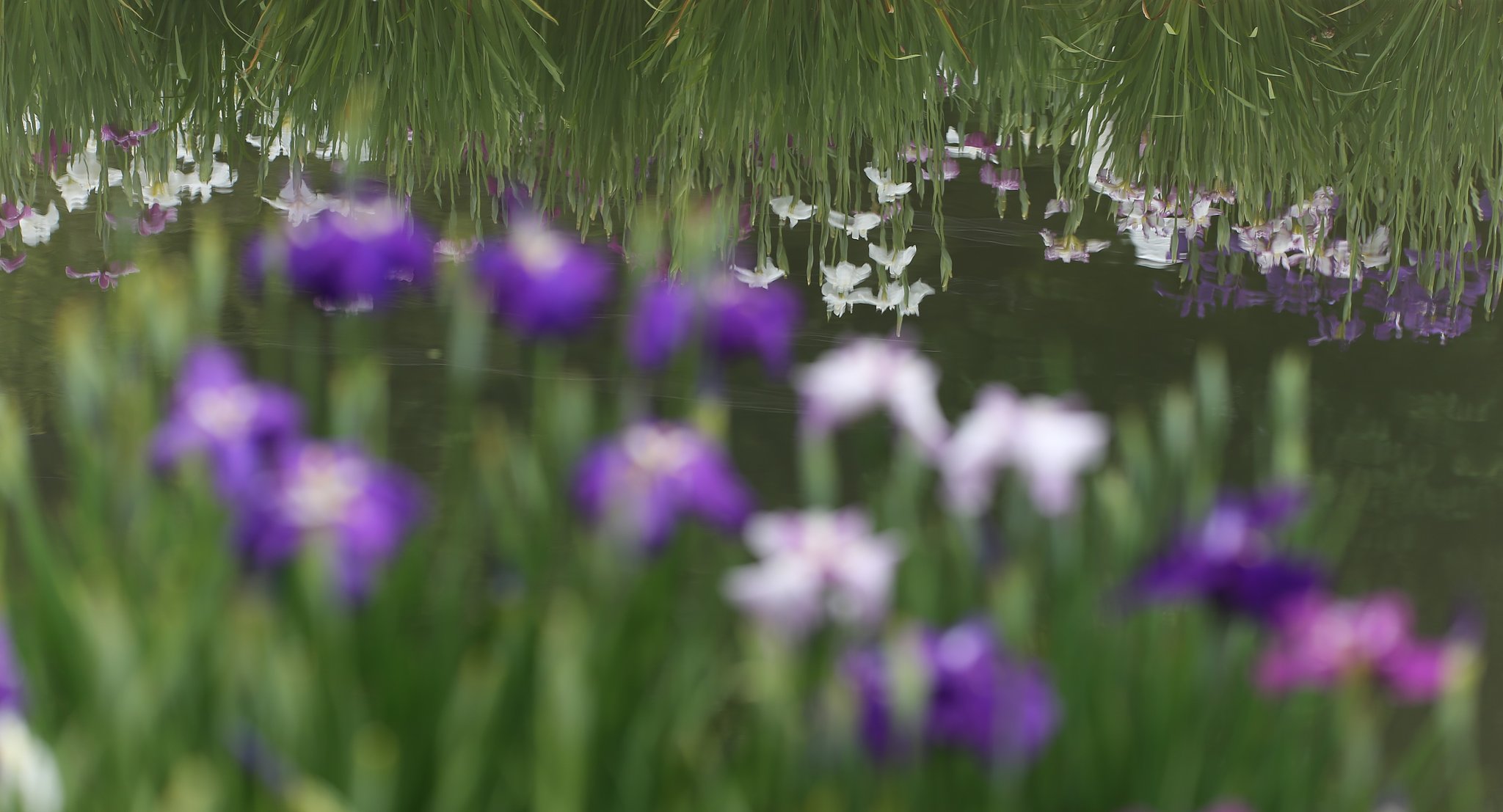 菖蒲まつり