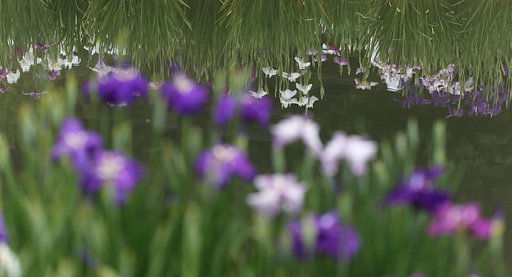 菖蒲まつり