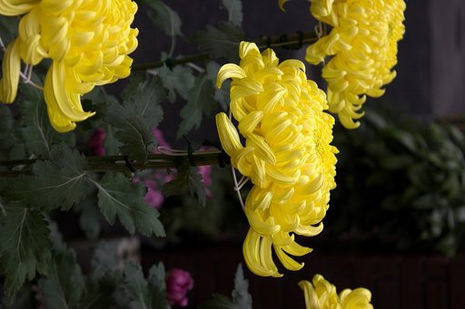 膨らむ大輪菊