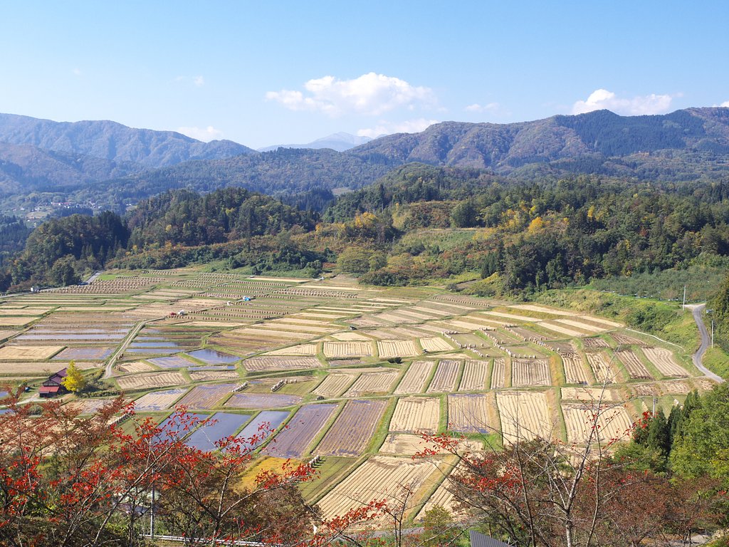 秋の棚田