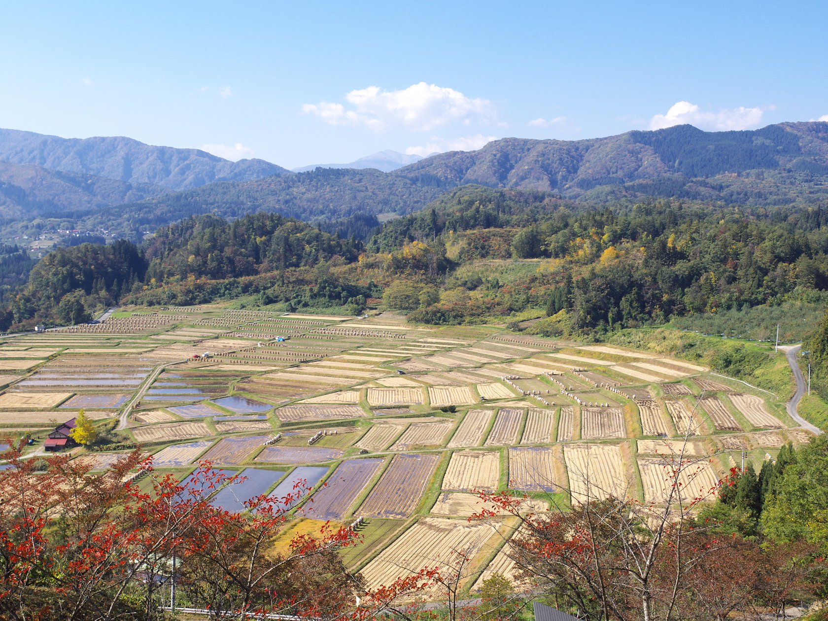 秋の棚田
