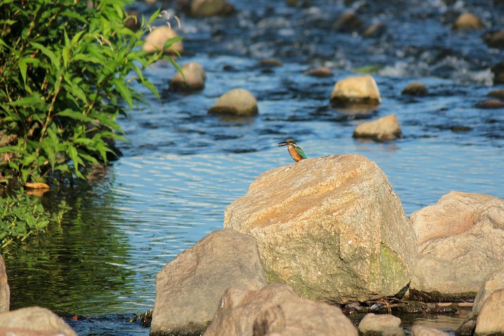 今朝のカワセミ