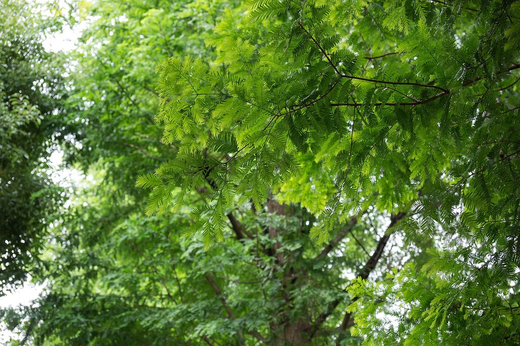 雨のメタセコイヤ