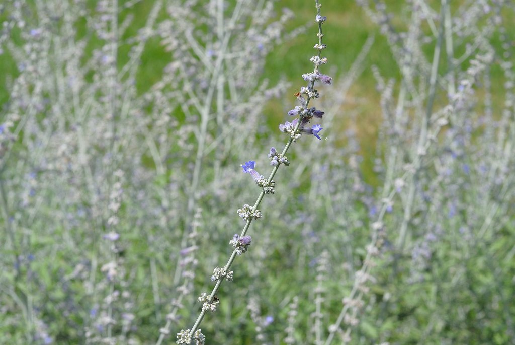 夏の花に囲まれる