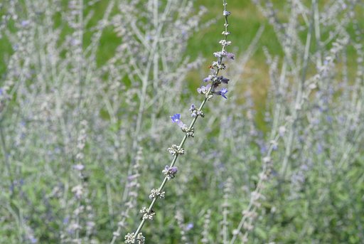 夏の花に囲まれる