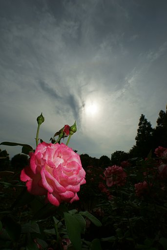 Distagon 15mm F2.8 ZF2