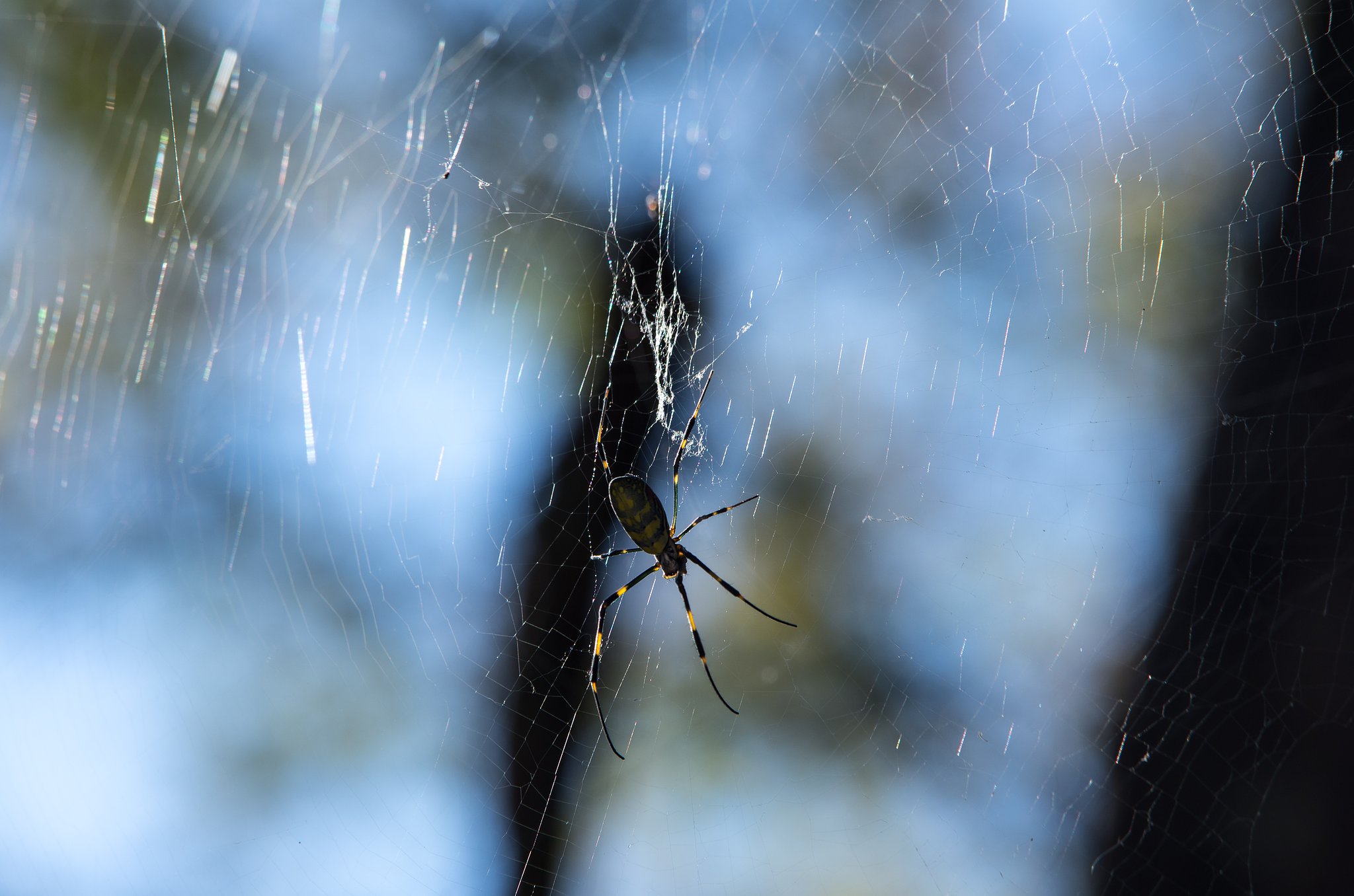 Hungry SpiderⅡ