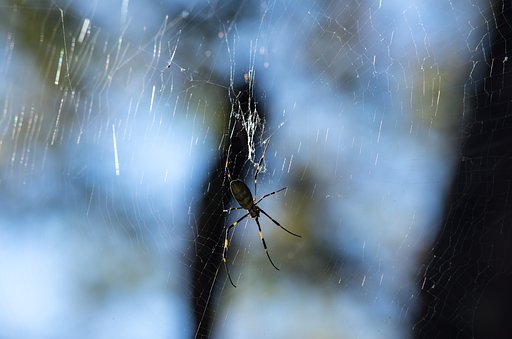 Hungry SpiderⅡ